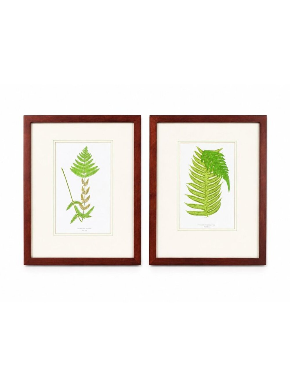 Botanical Chromolithograph Ferns Framed Pair Antique 1880s Heitelia Horrida -Pin